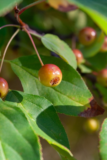 析为选手制 析为选手制