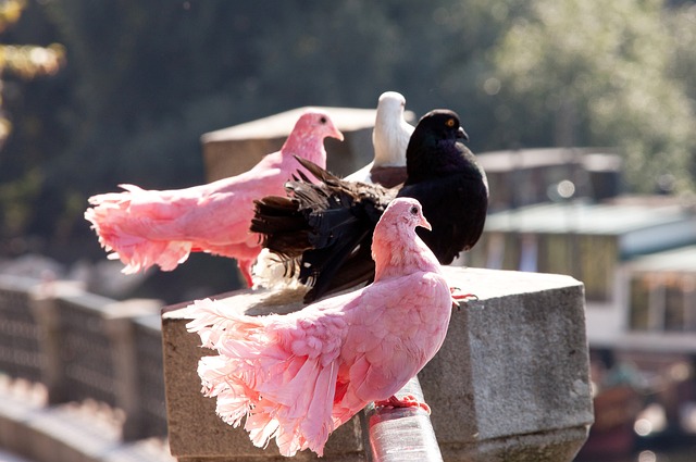 球之间找到 球之间找到