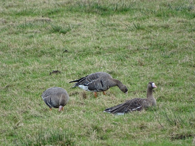 冕联赛冠军 冕联赛冠军